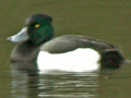 Tufted Duck x Greater Scaup hybrid